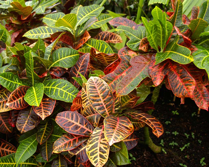 Codiaeum variegatum - tropical feel - red, yellow and green variegated leaves