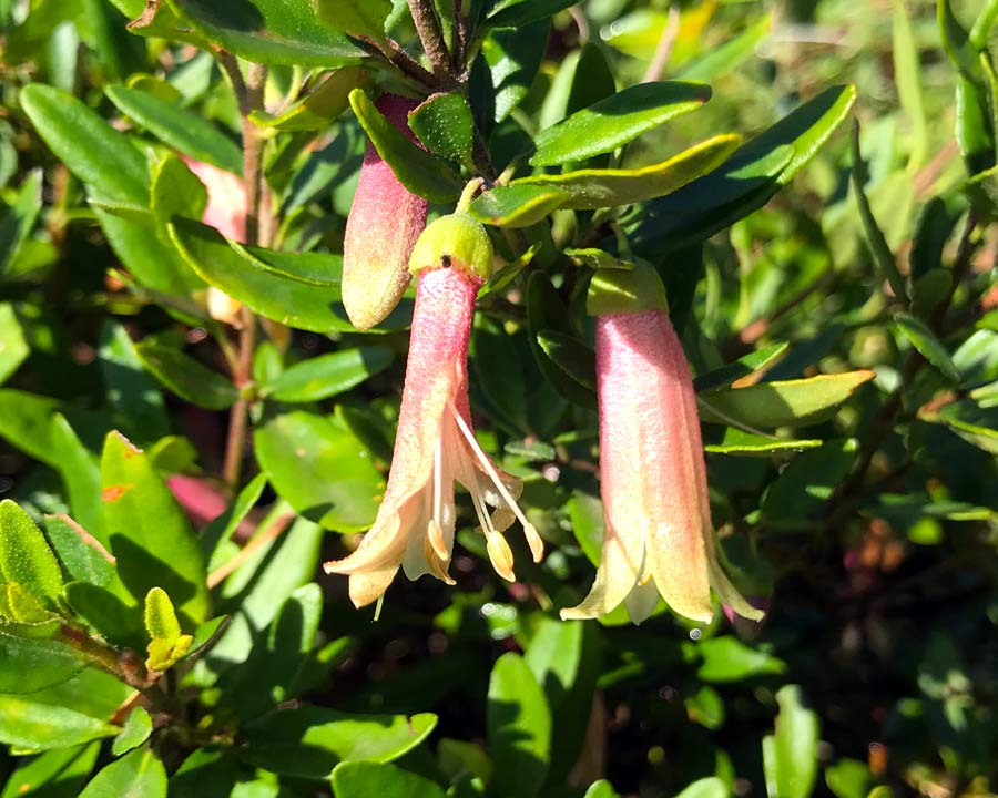 Correa reflexa, Native Fuchsia