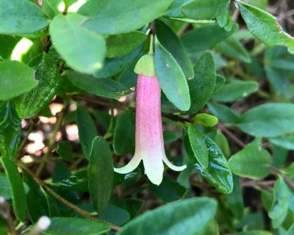 Correa reflexa Native Fuchsia - long pale pink bells with pale green to yellow tips