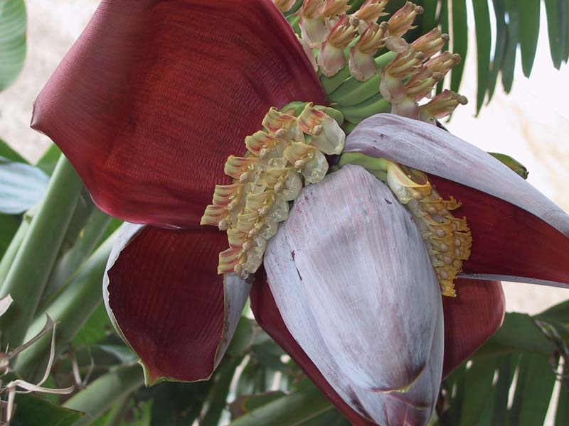 Musa x paradisiaca Lady Finger - will start to produce fruit within 18 months from planting photo by Ruestz