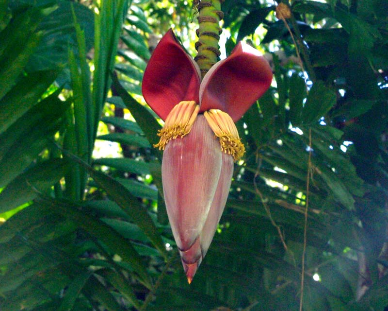 Musa acuminata - or is it a muppet?  Hmm, not sure.