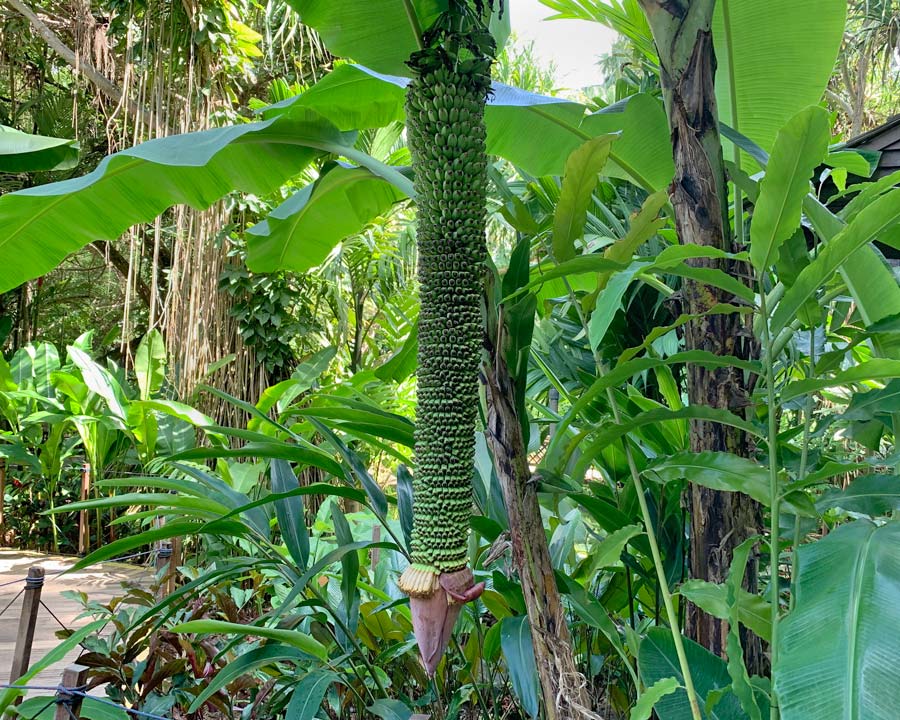 Musa acuminata x balbisiana - long drooping flower stem, large male flower at tip with female flowers and developing fruit behind