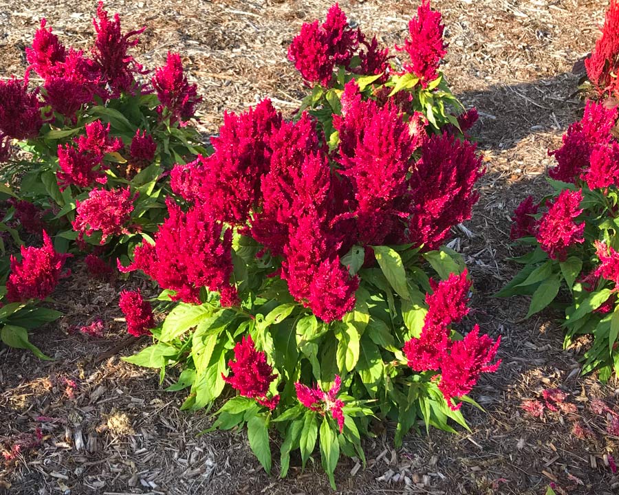 The deep pink/red plumes of Celosia argentea Century Rose