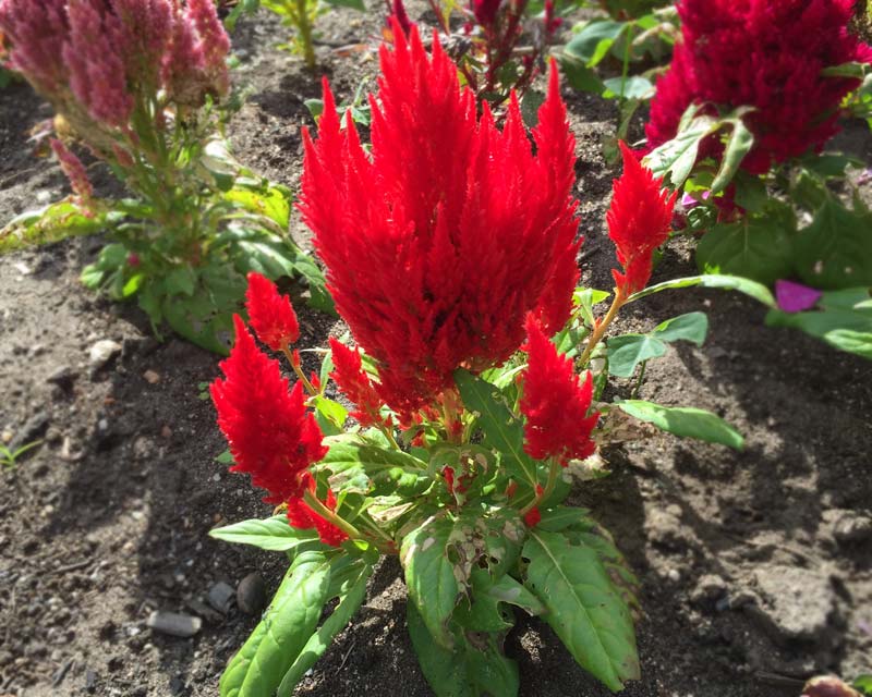 Celosia argentea - best known in fire red