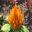 Celosia argentea - many glorious shades available