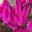 Celosia argentea a new hybrid called Intenz