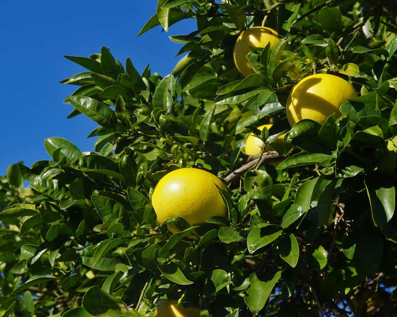 Ripe ready grapefruits ready for picking - Citrus x paradisi