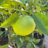 Citrus x paradisi - the Grapefruit