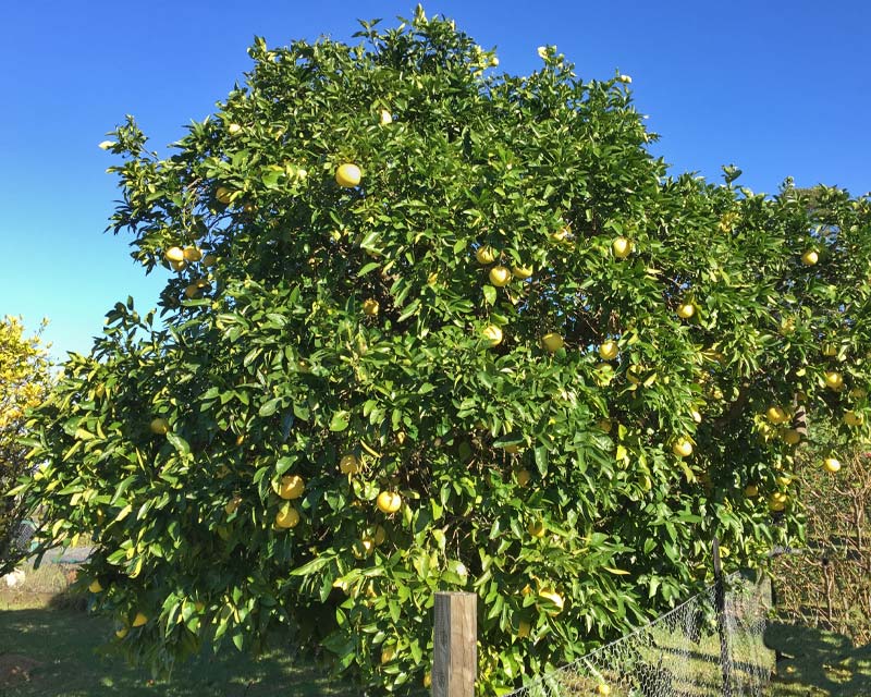 Citrus x Paradisi broad domed grapefruit tree