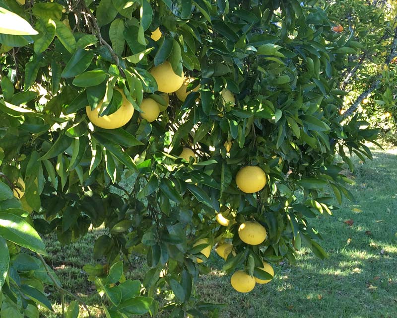 Citrus x paradisi - Grapefruits ready to pick and enjoy.