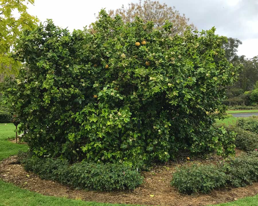 Citrus x paradisi - the Grapefruit tree