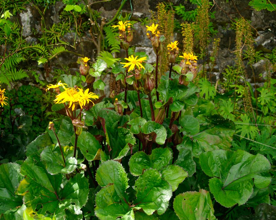 Ligularia dentata - large kidney shaped leaves and bright yellow daisy-like flowers on tall stems