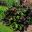 Ligularia dentata 'Britt Maria Crawford' discolourous kidney shaped leaves green and purple