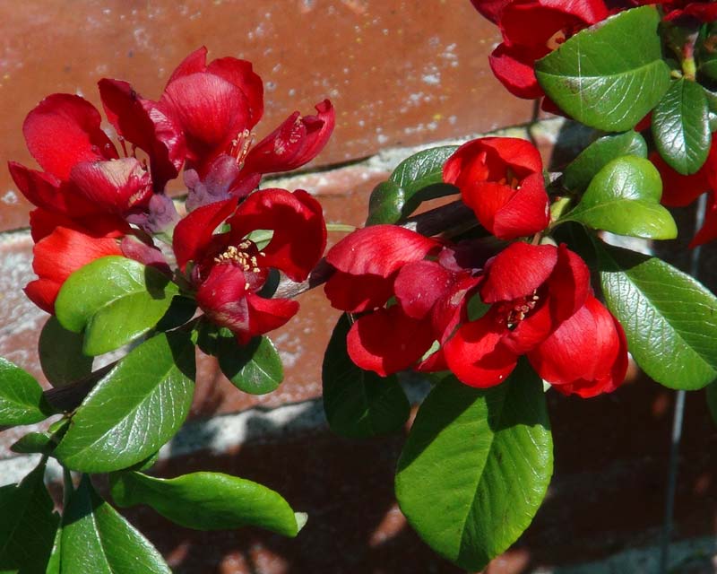 Chaenomeles speciosa - Chinese flowering quince - scarlet cup-shaped flowers