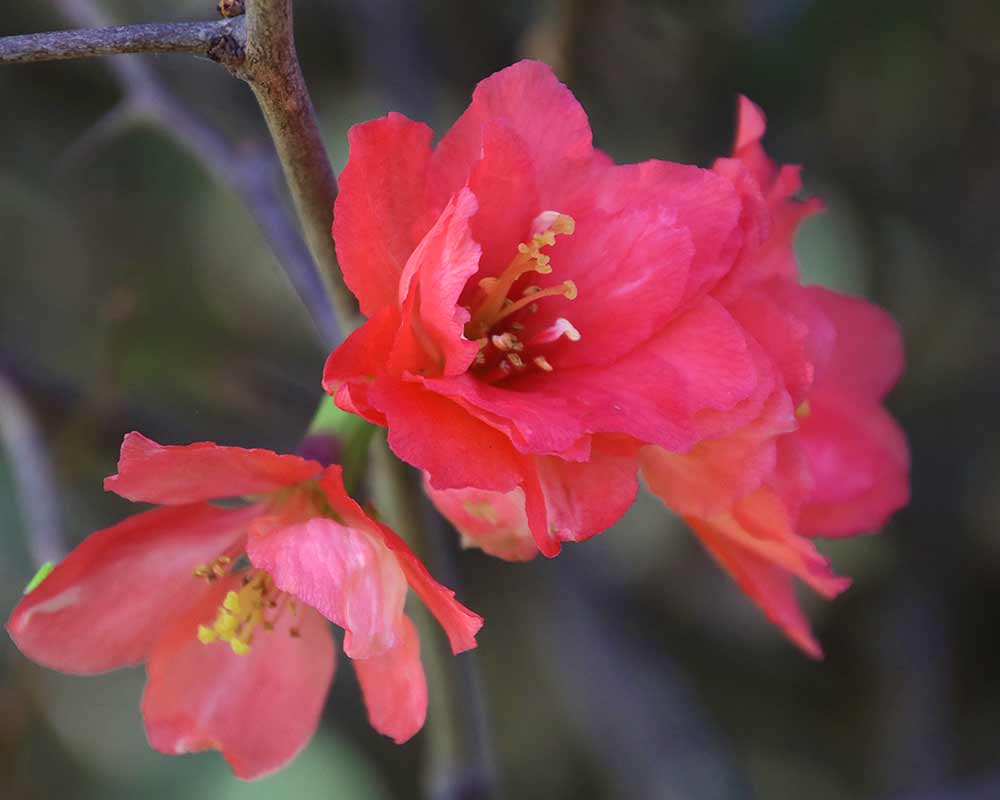 Chaenomeles speciosa - flowering quince