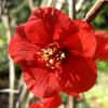 Chaenomeles japonica sometimes known as Chaenomeles maulei, more commonly known as Japanese Quince