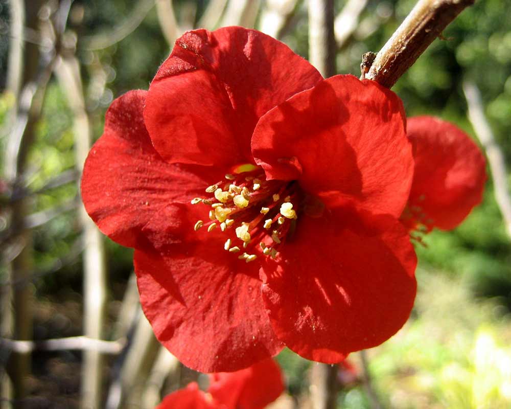 Chaenomeles japonica sometimes known as Chaenomeles maulei, more commonly known as Japanese Quince