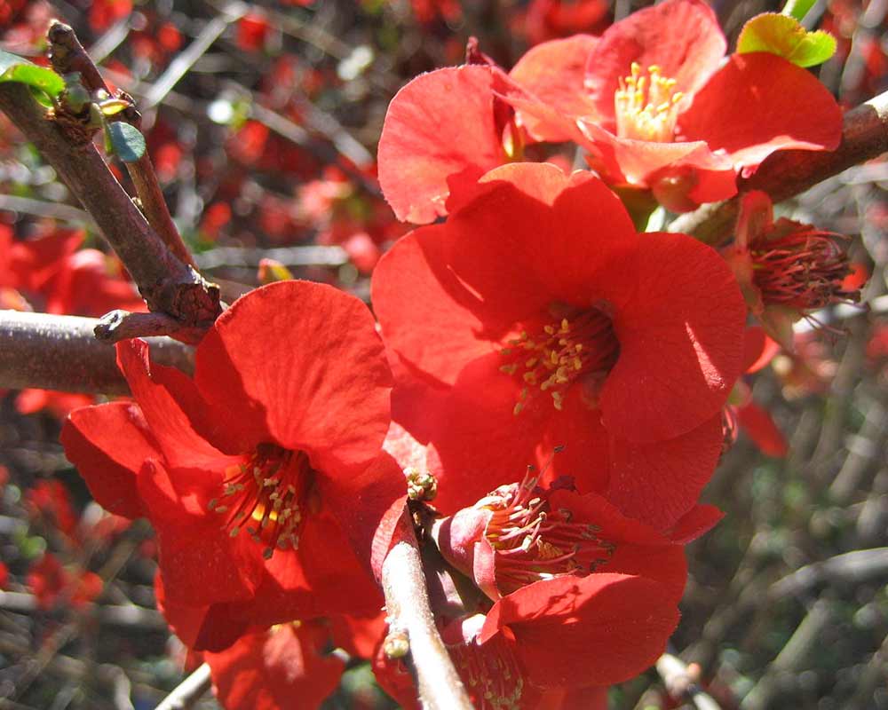 Chaenomeles japonica syn C.maulei has bright red flowers in spring