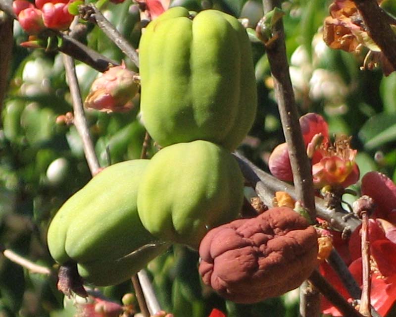 The fruit of the Flowering Quince