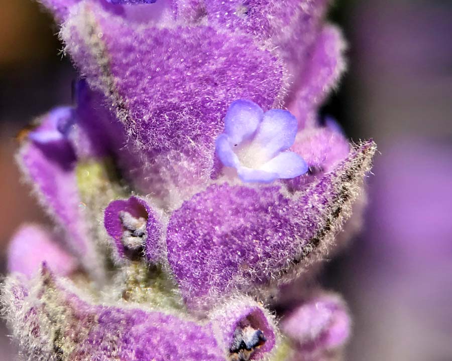 Lavandula dentata, close up showing the flower surrounded by the bract