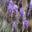 Lavandula dentata, French Lavender