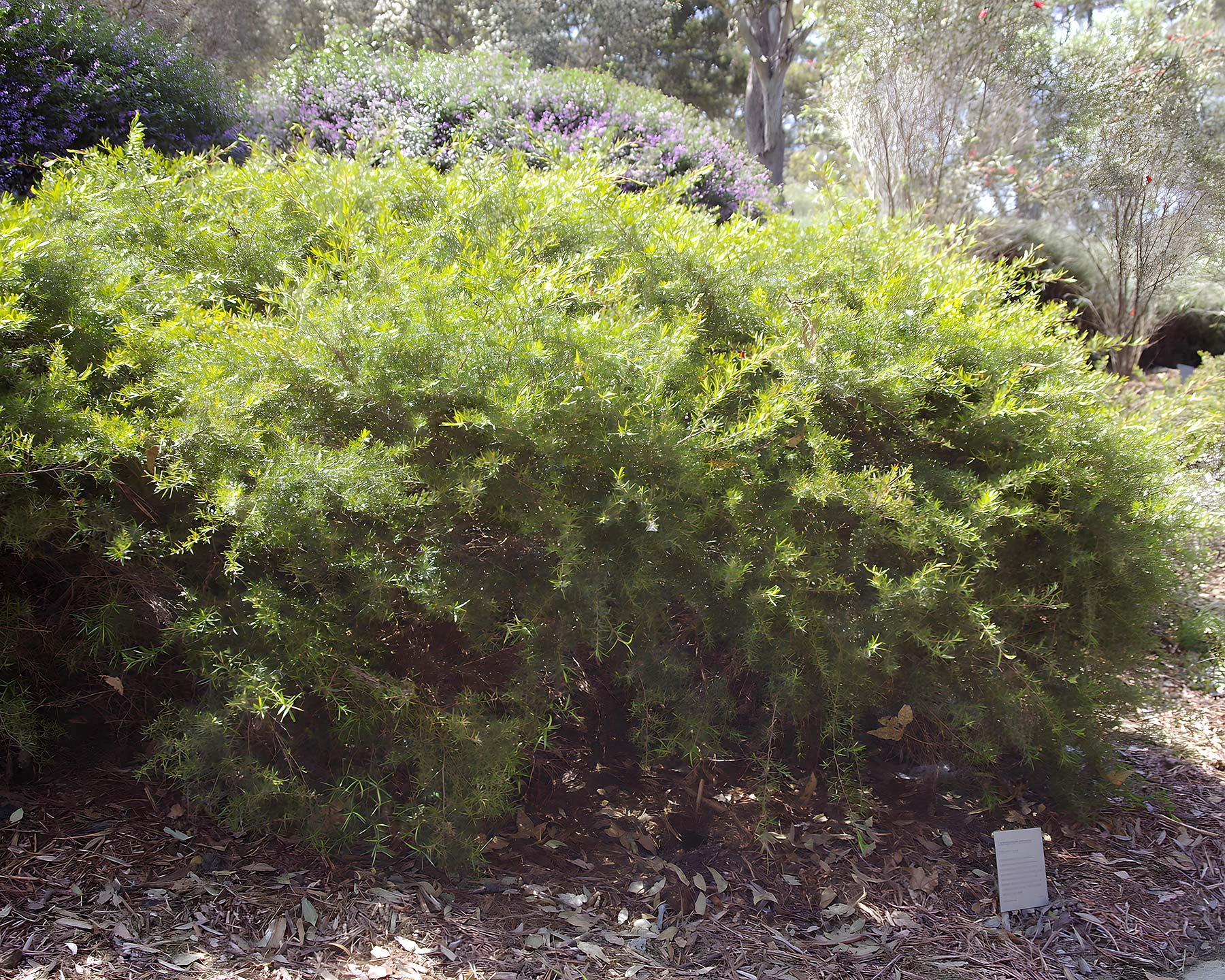 Leptospermum petersonii Little Lemon Scents - weeping habit can grow to 2m
