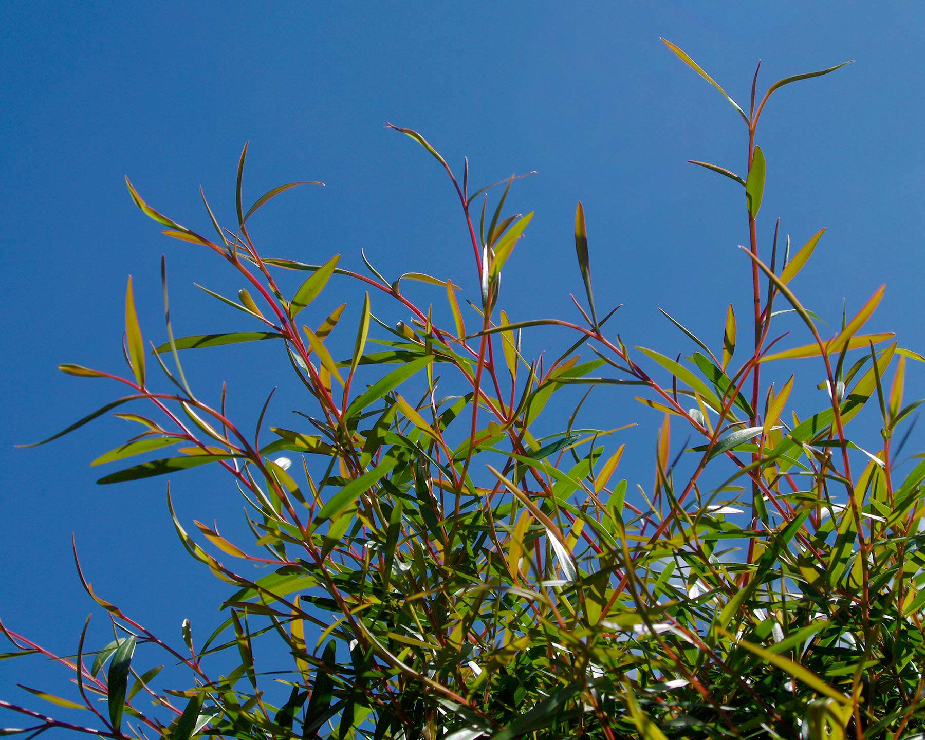 Leptospermum petersonii - new growth - lemon scented Tea Tree