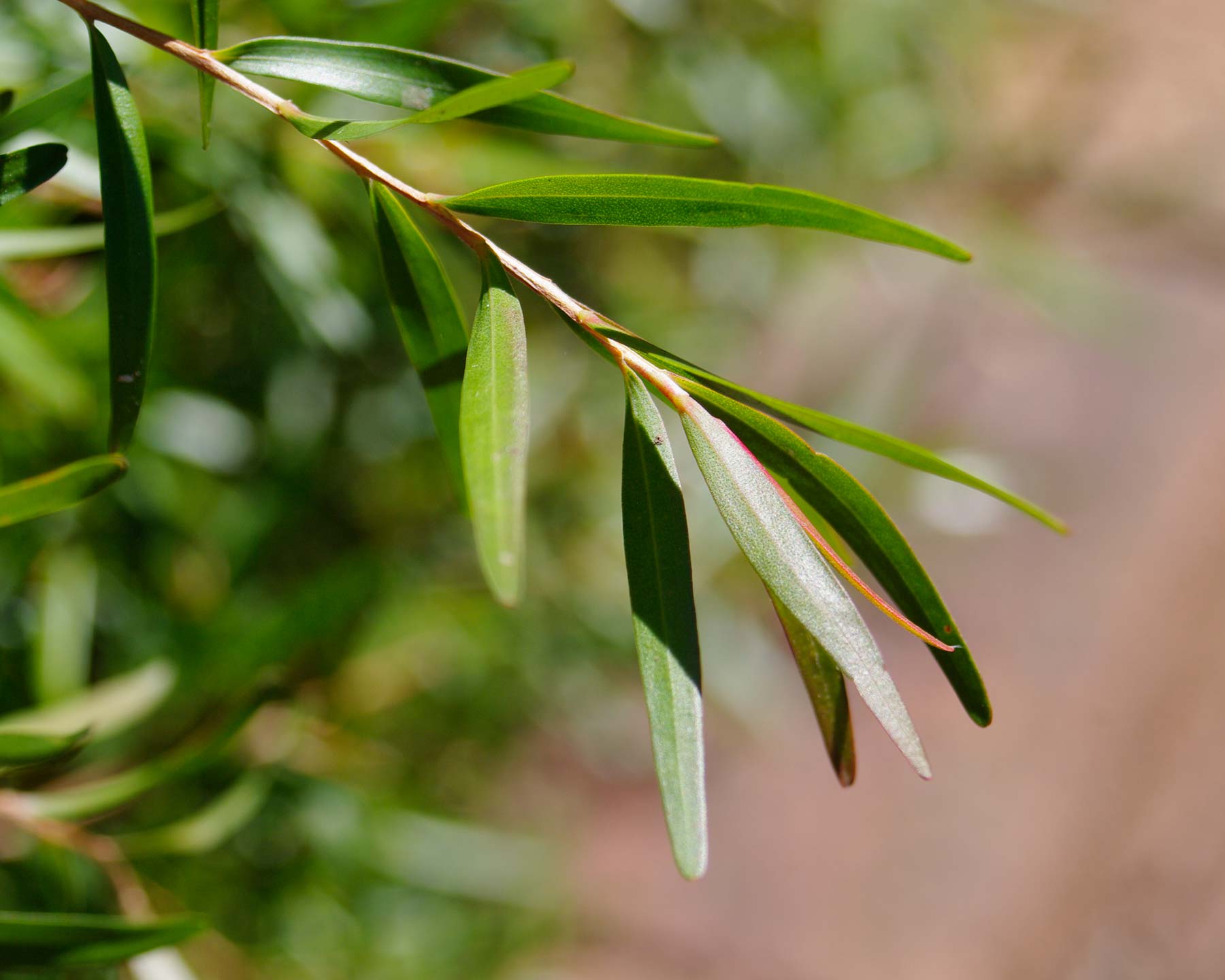 Leptospermum petersonii - lemon scented tea tree