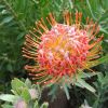 Leucospermum reflexum - this is hybrid 'So Cheerful', good for screening, hedging and as a spectacular feature