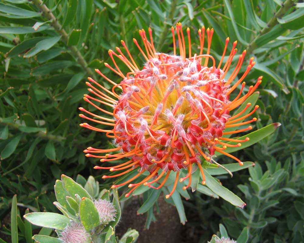 Leucospermum reflexum - this is hybrid 'So Cheerful', good for screening, hedging and as a spectacular feature