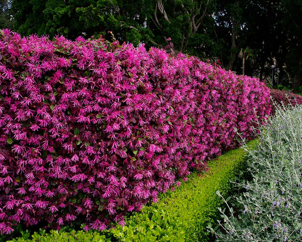 Loropetalum chinense used as a hedge - Hyde Park Sydney