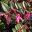 Loropetalum chinense flower