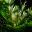 Emerging Fronds - Blechnum gibbum Dwarf Tree Fern