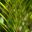 Blechnum Gibbum Silver Lady  - underside of leaf showing Sori