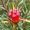Lambertia formosa - Mountain Devil