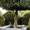 Laurus nobilis - often used for potted topiary, sometimes with twined stems