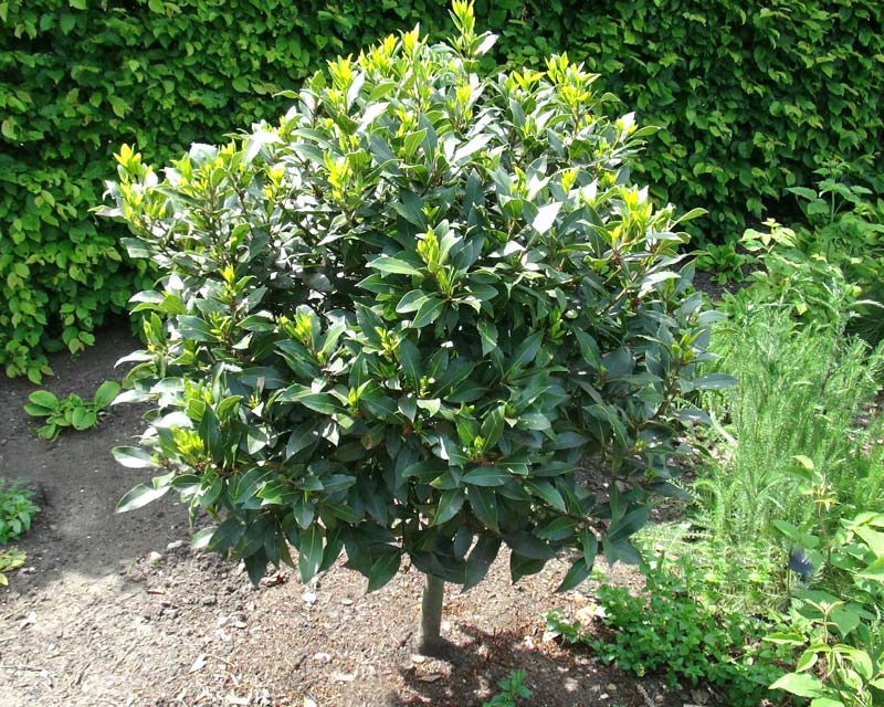 Laurus nobilis - often pruned and kept as a dense small tree