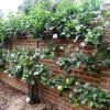 Malus Domestica - apples espalier very easily, these are Howgate Wonder at Wisley Botanic Gardens, Surrey, UK