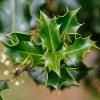 Ilex aquifolium - English Holly