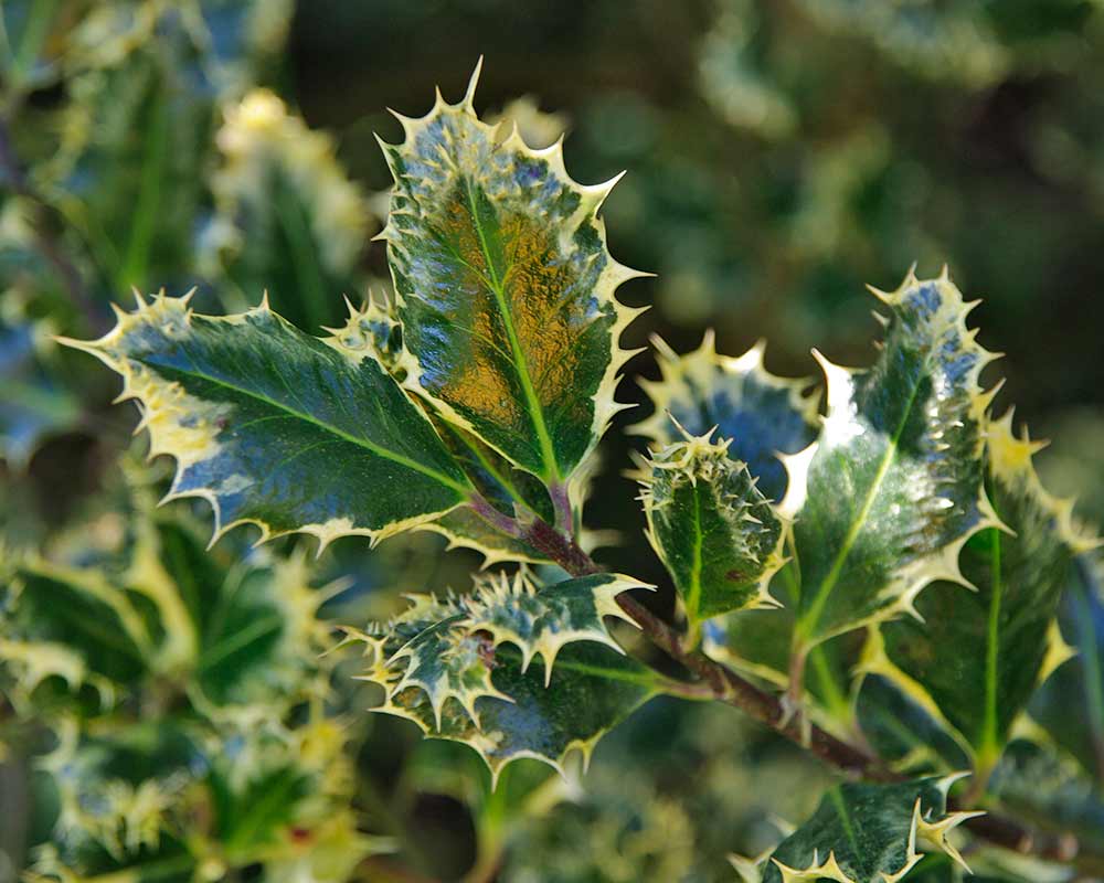 Ilex aquifolium - this is Ferox Argentea as seen at Rosemoor Gardens, UK