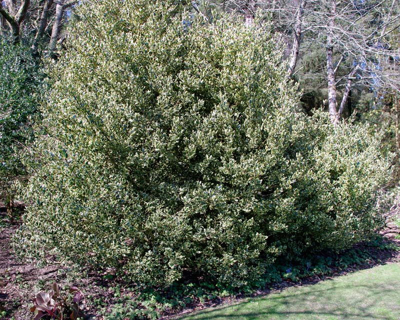 Ilex Aquifolium Ferox Argentea