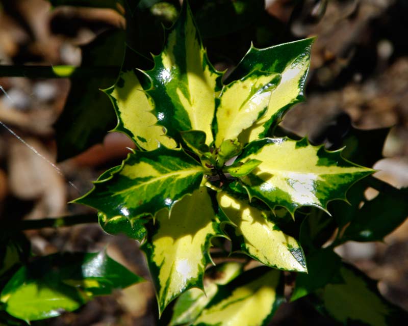 Ilex aquifolium Northern Lights has variegated yellow and green leaves