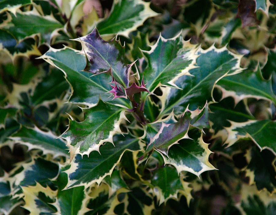 Ilex aquifolium Variegata - deep green spiny leaves with pale cream margin