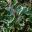 Ilex aquifolium | GardensOnline