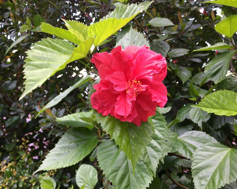 Hibiscus rosa-sinensis Mrs George Davis - deep pink double flowers and serrated leaves