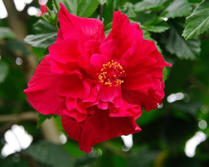 Hibiscus rosa-sinensis 'Mrs George Davis'.