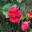 Hibiscus rosa sinensis 'Mrs George Davis'
