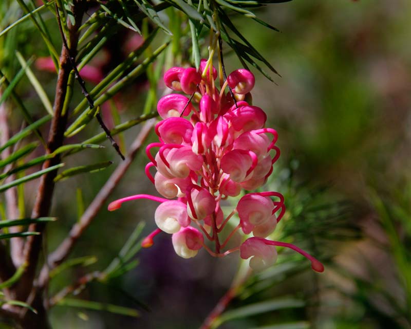 Grevillea rosmarinifolia Rosy Posy