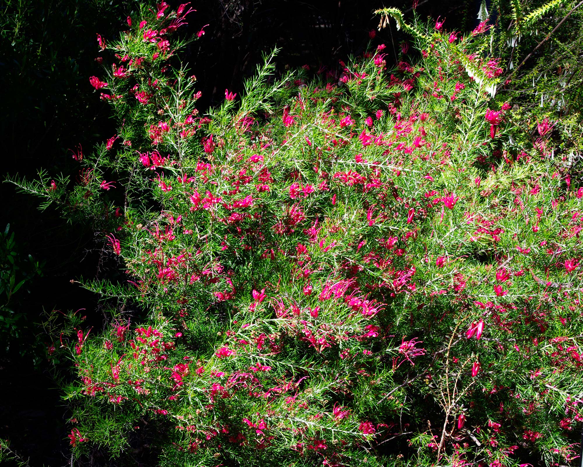 Grevillea rosmarinifolia Scarlet Sprite - medium size  dense shrub