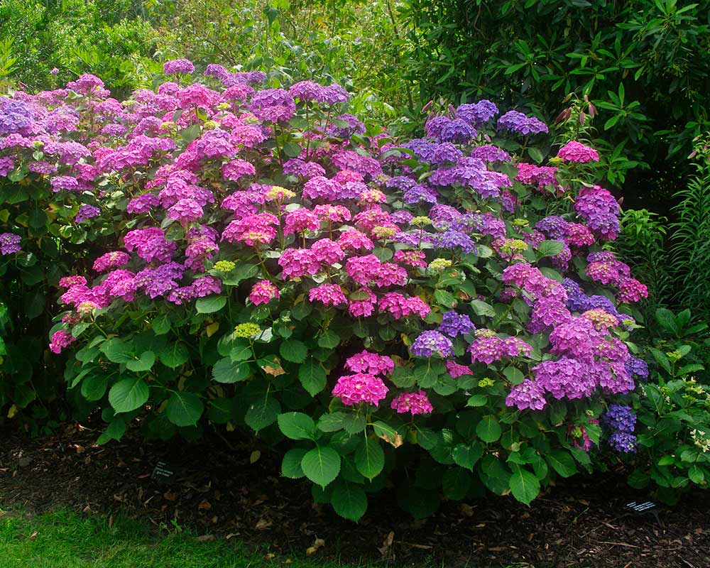 Hydrangea macrophylla 'Queen Elizabeth' - a wonderful mix of deep pink and lavender mop-top heads.  Bred to celebrate the Queens 90th birthday